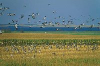 Kraniche ueber Maisfeld