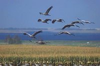 Kranichtrupp ue Landschaft