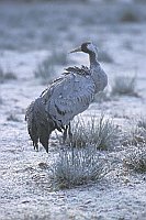 Kranich auf Rauhreifwiese