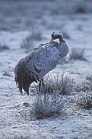 Kranich bei Gefiederpflege