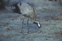 Kranich bei Nahrungssuche