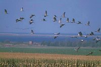 Kranich Trupp ueber Landsch