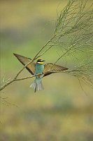 Bienenfresser auf Ast Fluegel