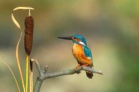Eisvogel mit Rohrkolben