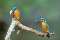 Eisvogel Paar auf Ast