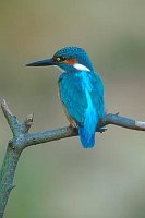 Eisvogel Rueckenansicht