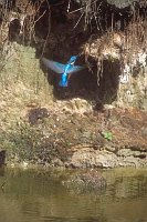 Eisvogel vor Steilwand