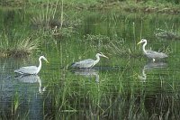 Graureiher 3 Ex im Wasser