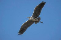 Graureiher am Himmel