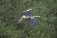 Graureiher auffliegend