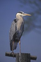 Graureiher auf Anlegepfahl