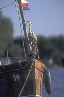 Graureiher auf Boot
