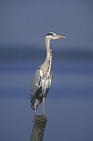 Graureiher auf Holzpfahl