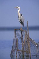 Graureiher auf Reuse