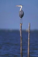 Graureiher auf Reusenstange