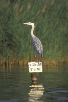Graureiher auf Schild