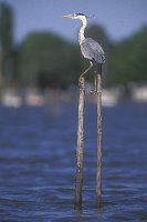 Graureiher a Reusenstangen