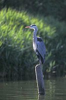 Graureiher im Gegenlicht