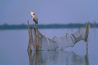 Graureiher mit Reuse