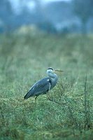 Graureiher schreitend