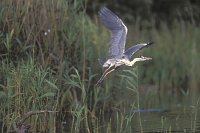 Graureiher startend