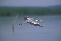 Graureiher ueber d Wasser