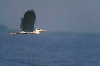 Graureiher ueber See