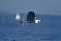 Graureiher ueber Wasser