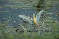 Rallenreiher offene Fluegel