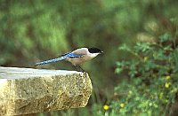 Blauelster auf Seinplatte