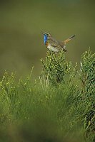 Blaukehlchen auf Busch