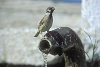 Feldsperling auf Wasserhahn