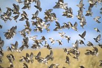 Steinsperlingsschwarm