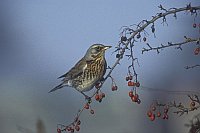 Wacholderdrossel auf Zweig