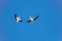 2 Stoerche im Flug streitend