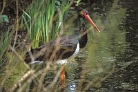 Schwarzstorch am Ufer