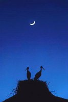 Stoerche im Mondlicht