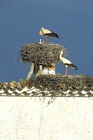 Storchenhorst Junge Eltern