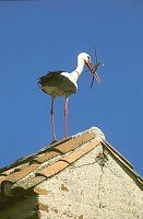 Storch auf Dach Nistmaterial