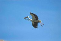 Storch mit Nistmaterial