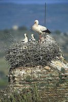 Trujillo Storchennest