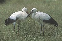 Weissstoerche 2 Ex gegenueber