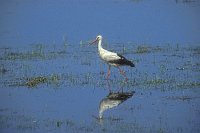 Weissstorch im Flachwasser