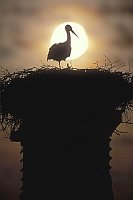 Weissstorch im Mondlicht