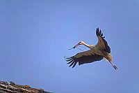 Weissstorch m Nistmaterial