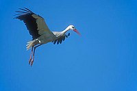 Weissstorch 1 fliegend