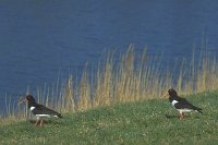 Austernfischer 2Ex am Ufer