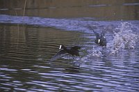 Blesshuehner sich verfolgend