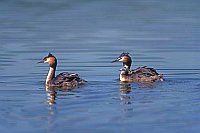 Haubentaucher Familie