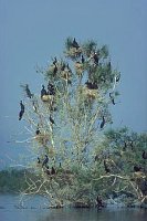 Kormorankolonie Kerkini